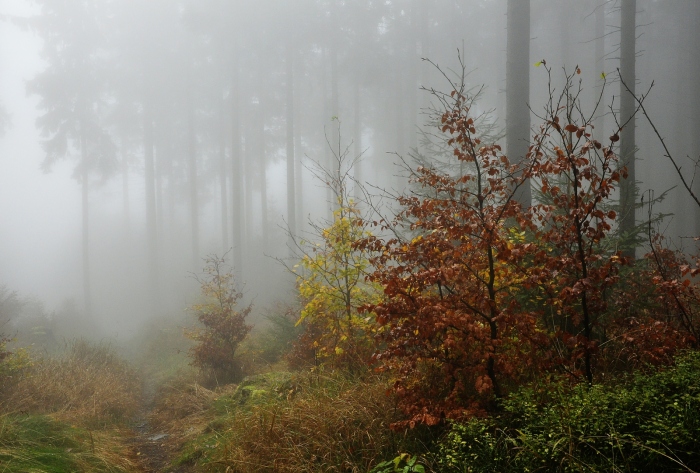 Tajuplný svět jesenických mlh